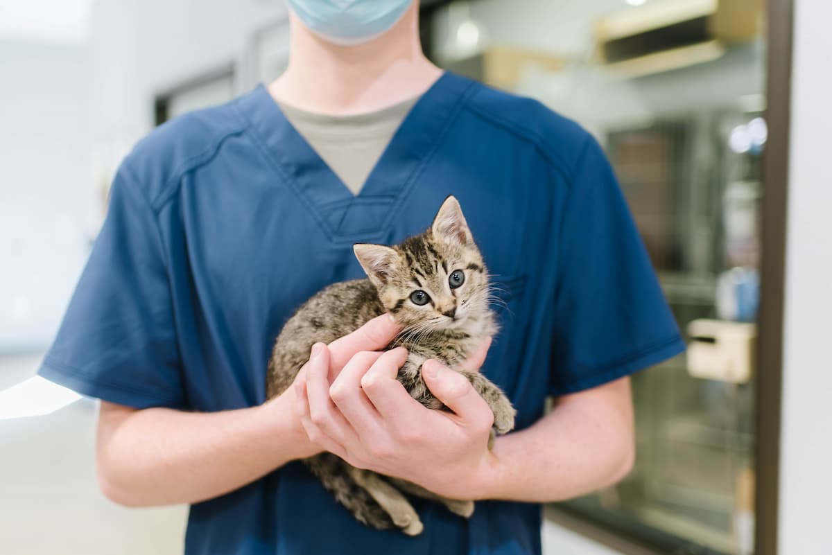 Veterinary staff holding a cat